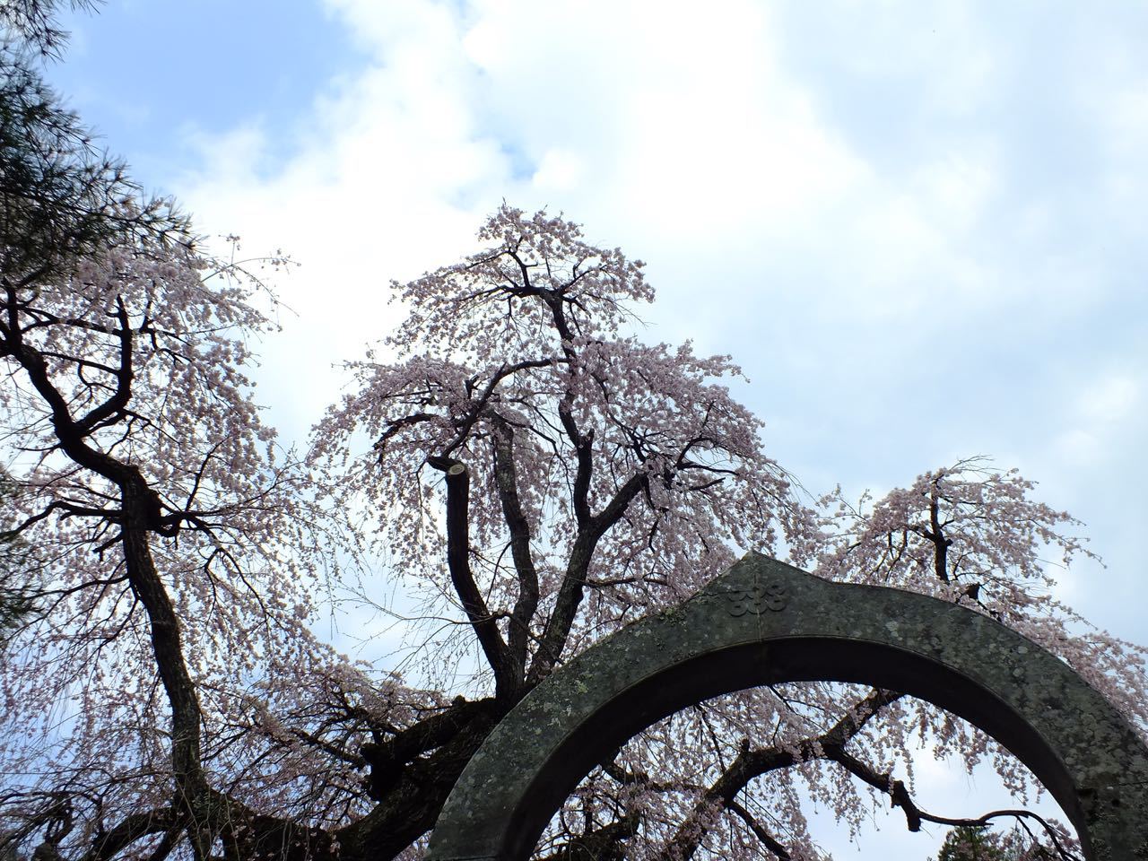 真田長谷寺の桜