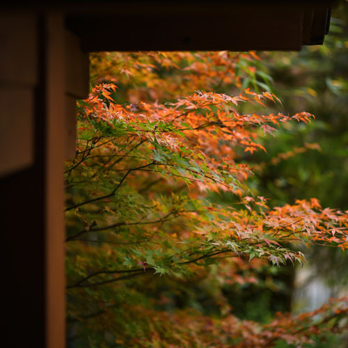 紅葉の時期は、部屋からもきれいな紅葉を見ることが出来ます。