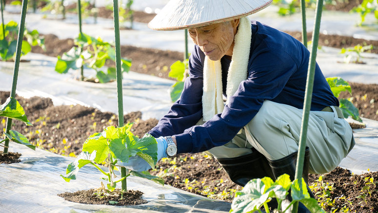 【朝どれ野菜】