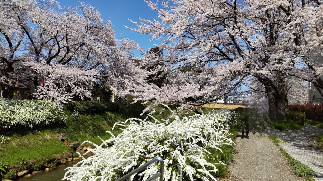 青田川の桜