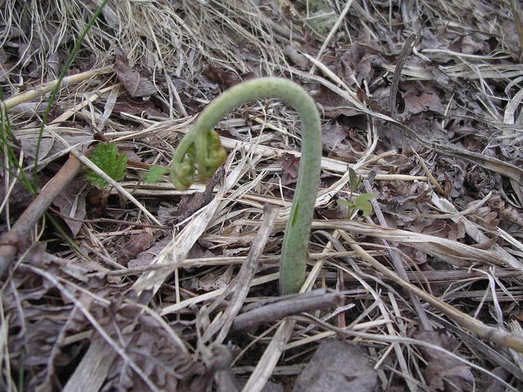美味しそうなワラビ季節の長い山菜です。