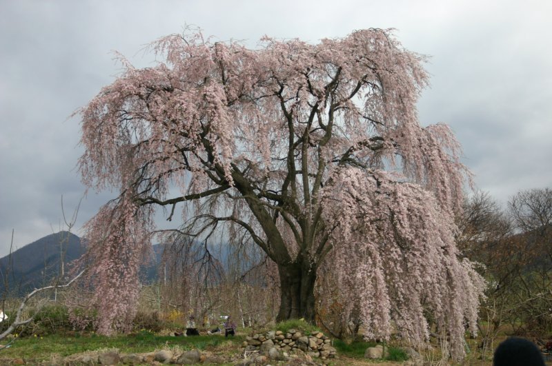 高山村の桜