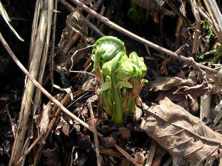 美味しそうなコゴミほんの短い期間です。