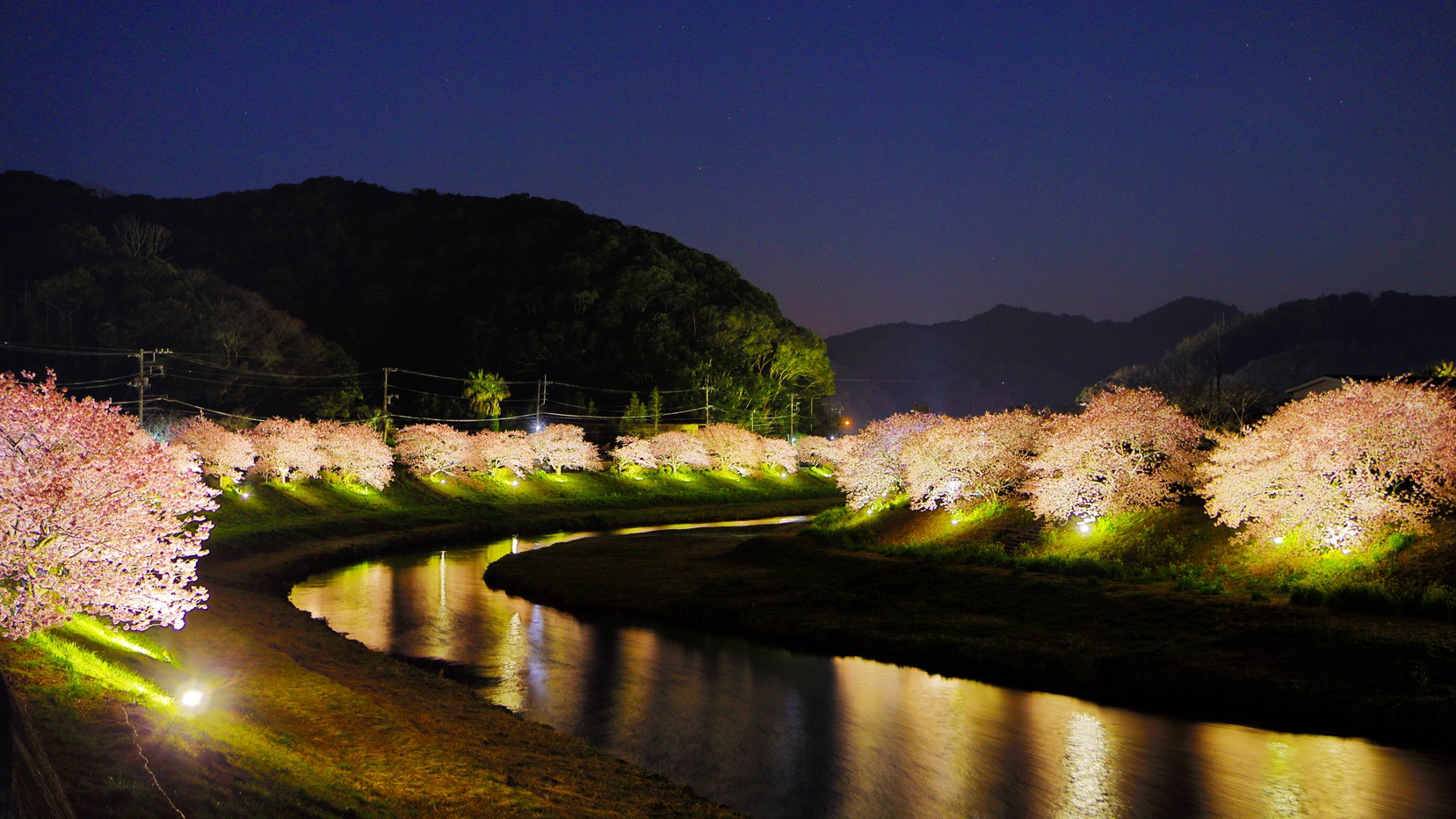 夜桜