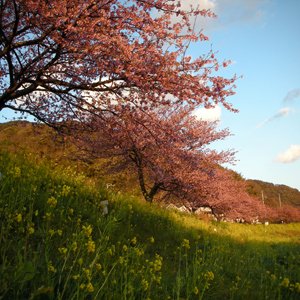 菜の花とみなみの桜