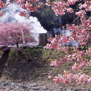 湯煙とみなみ桜