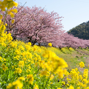 みなみの桜まつりと菜の花まつり１