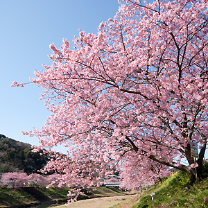 みなみの桜まつり