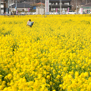 菜の花畑は下賀茂温泉入り口