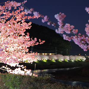 2月開花のみなみの夜桜