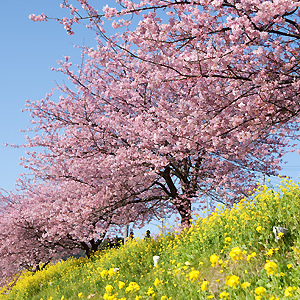 みなみの桜まつりと菜の花まつり２