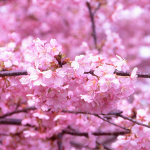 みなみの桜