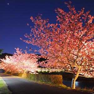 みなみの夜桜（２月）