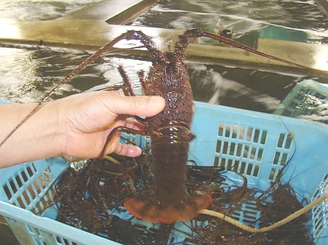 メガ伊勢海老一例