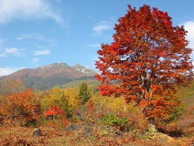 乗鞍岳とオオカエデ