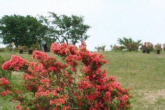 ５月伊浜長者ヶ原の山つつじ１周４０〜５０分のウォーキング。