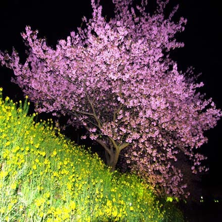 夜桜ライトアップ