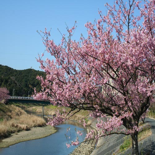 さくら祭り２月１０日〜３月１０日下賀茂の湯の花売店近くに無料の足湯もあります。