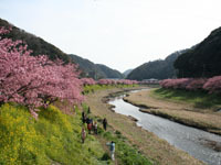 下賀茂青野川沿いの桜