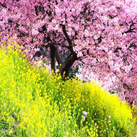 みなみの桜と菜の花祭り２月５日〜３月１０日