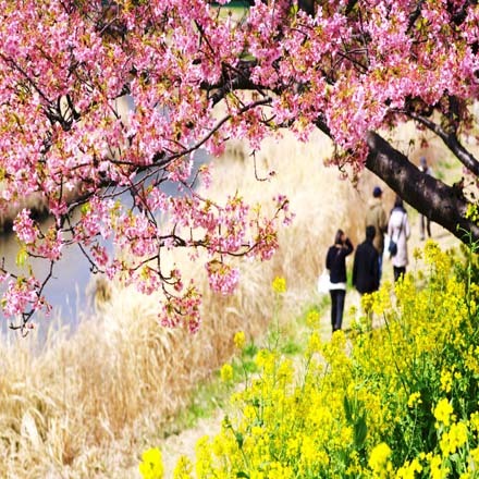 ２月１０日〜３月１０日桜祭り