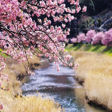 青野川沿いの桜