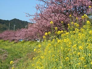 ２月、３月頃の青野川沿いの桜イベント会場にて宿泊のお客様に甘酒サービスあり。宿に引換券あります。ご利用ください。２月５日〜３月１０日まで）