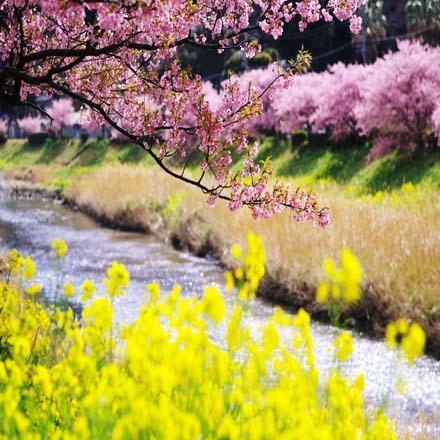 青野川沿いの桜