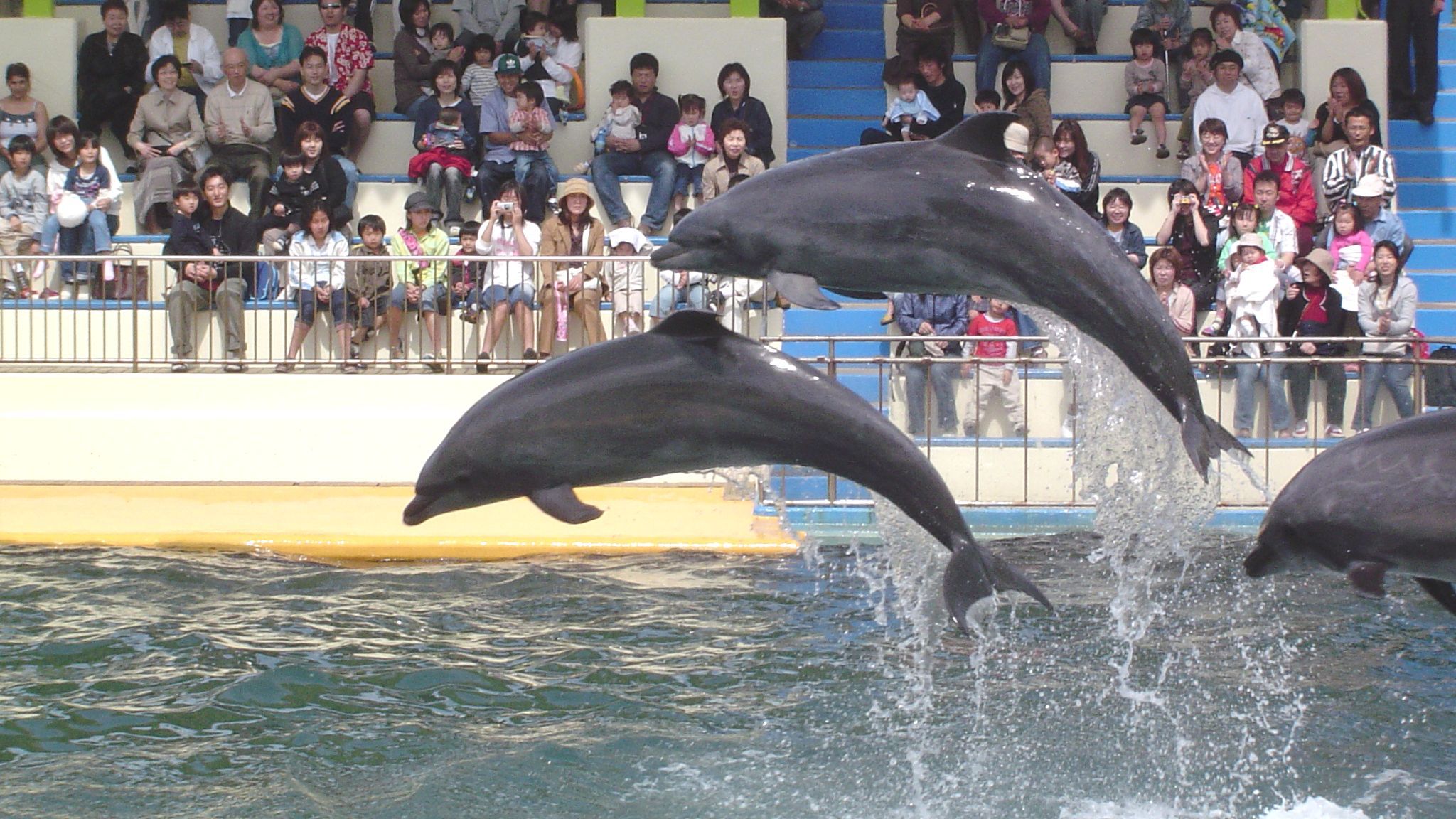 【周辺観光】越前松島水族館／ホテルより車で10分（写真提供：福井県観光連盟）