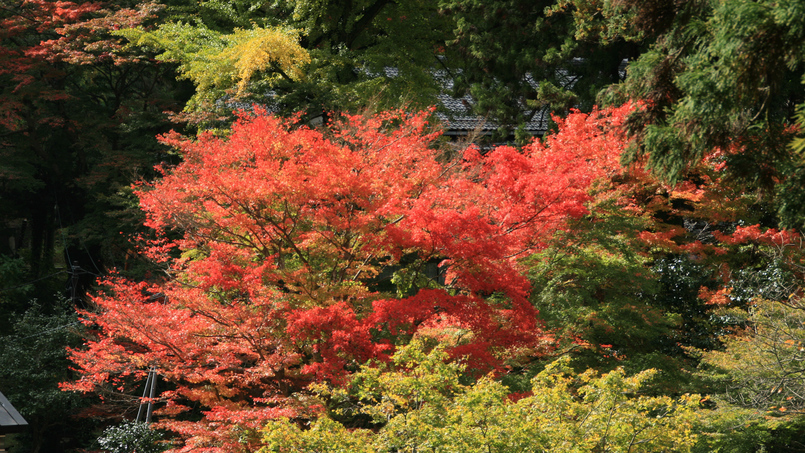 *【紅葉】