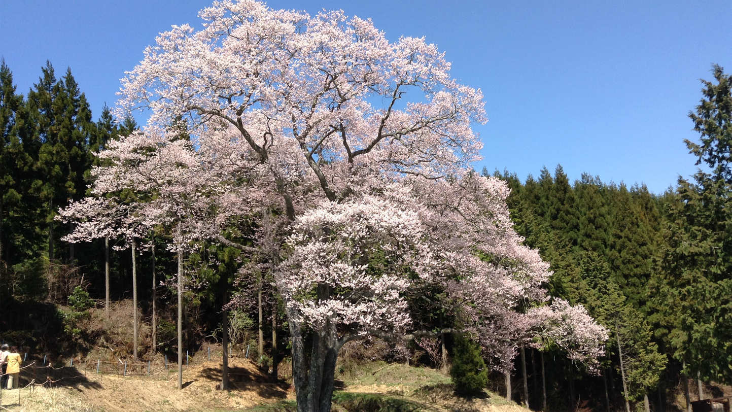 森湯谷のエドヒガン