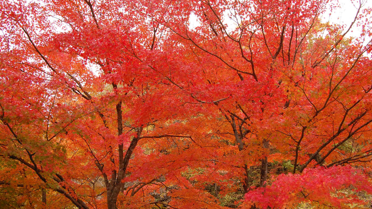 紅葉