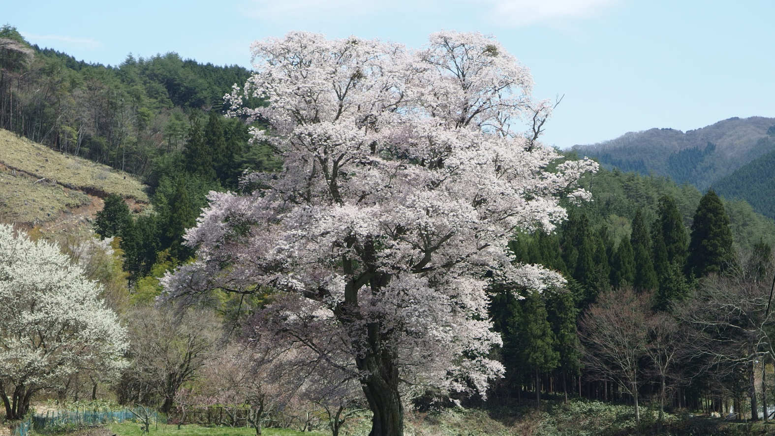 千鳥別尺のヤマザクラ