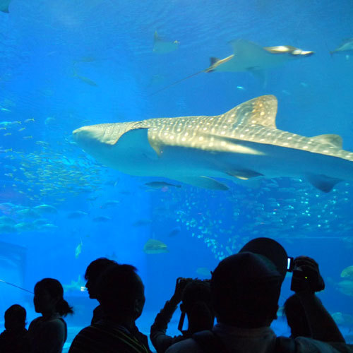 【美ら海水族館】 沖縄といえば美ら海水族館！巨大水槽にジンベイザメetc・・