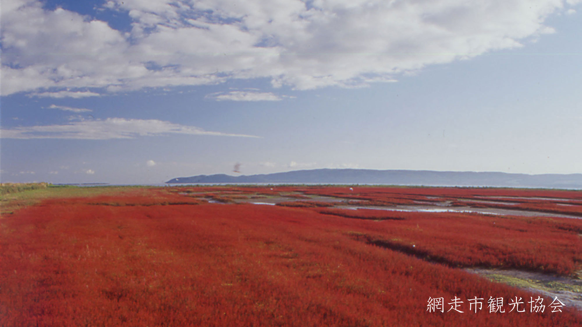 *［能取湖］当館より車で約17分。日本一の規模を誇るサンゴ草の群生地。例年見頃は9月中旬〜下旬