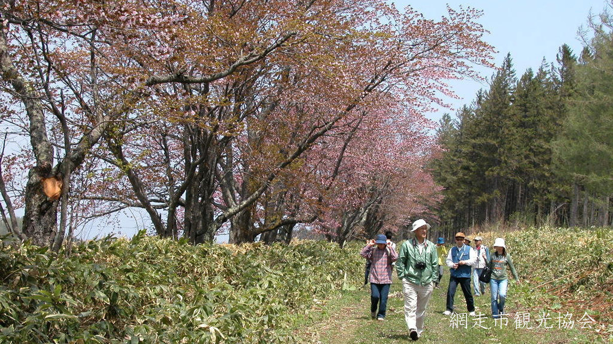 *［網走刑務所・二見の桜並木］刑務所内のため幻の桜並みといわれ一般公開されるのは限定日のみ