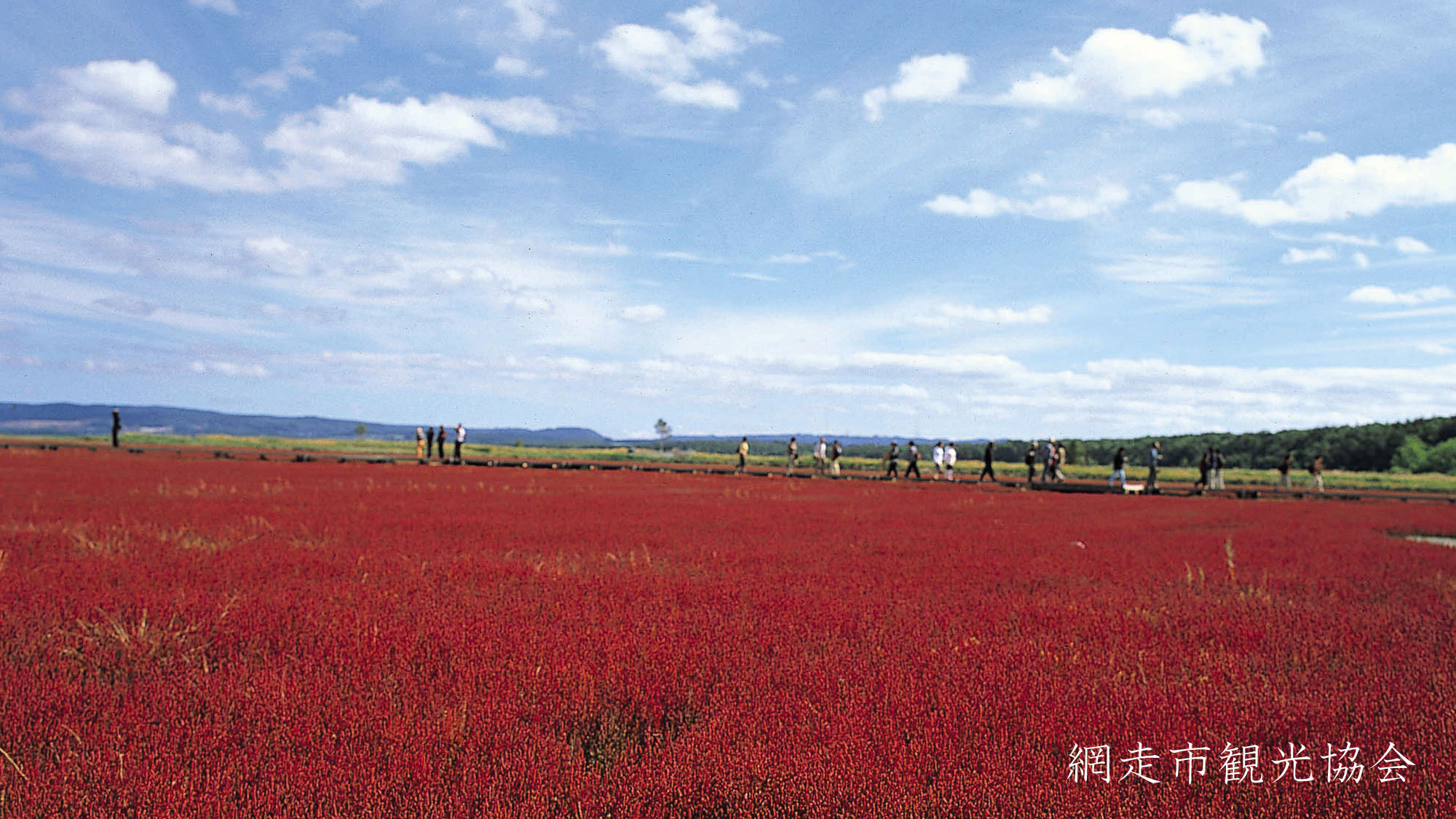 *［能取湖］当館より車で約17分。「真紅のカーペット」と呼ばれるサンゴ草の例年見頃は9月中旬〜下旬