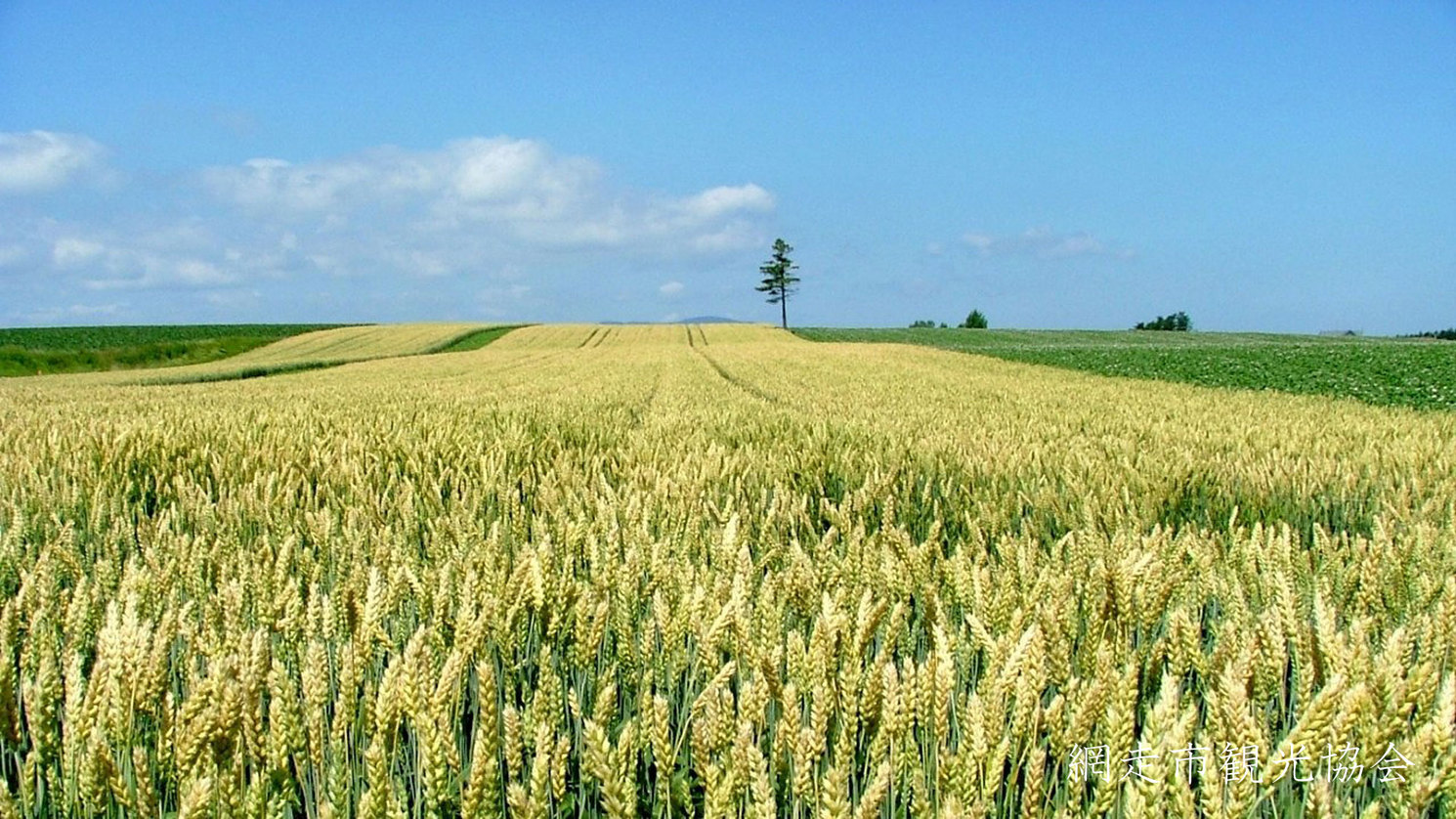 *［風景／夏］女満別の小麦畑。風になびく雄大な麦の穂（7月上旬頃）
