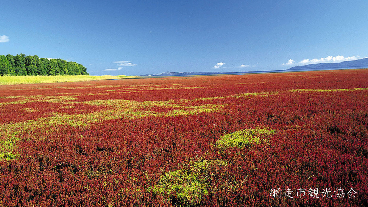*［能取湖］当館より車で約17分。広大に広がる湿地帯が真っ赤に染まる秋。例年見頃は9月中旬〜下旬