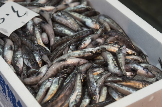 常磐沖の人気者「目光」。唐揚げが抜群に美味しいお魚です。※追加料理でご注文可能です。