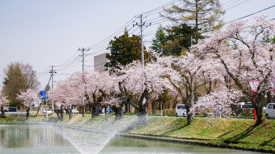 *【周辺観光】最上公園の桜