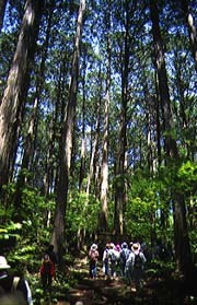 赤沢自然休養林