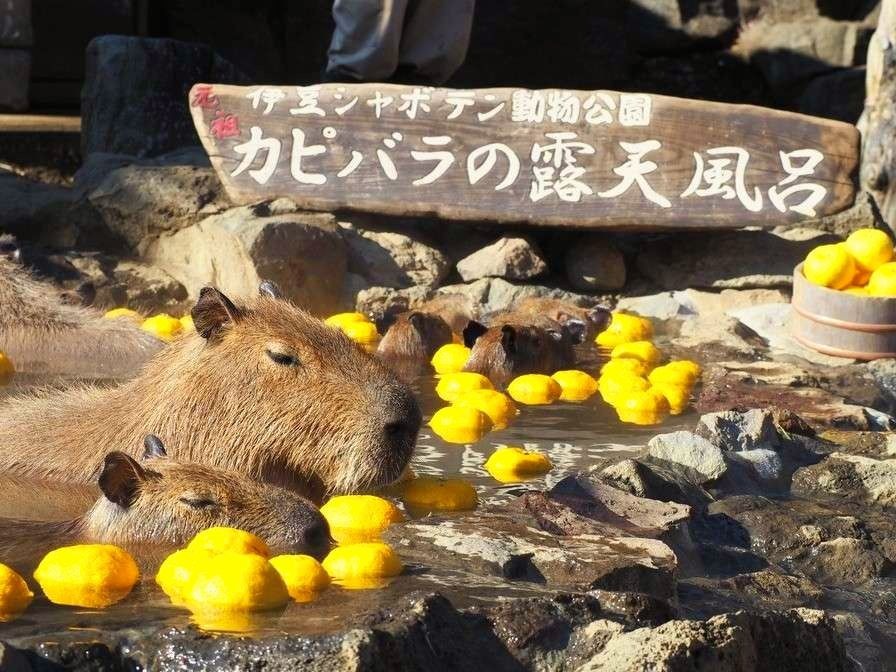 伊豆シャボテン動物公園元祖カビパラ露天風呂冬〜春