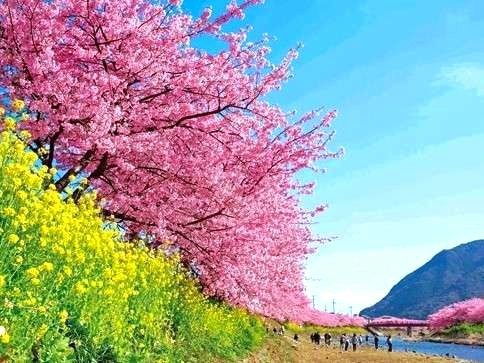 河津桜２月中旬〜３月初旬が見頃♪