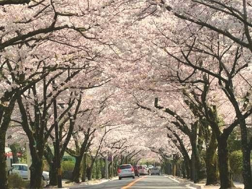 伊豆高原桜並木