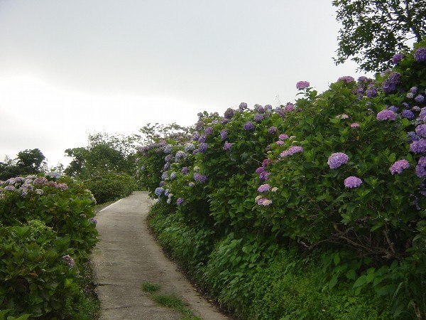 花房の紫陽花（見頃7月）