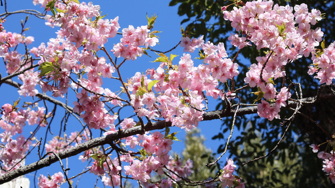 貸切露天風呂「はいから浴場」の河津桜