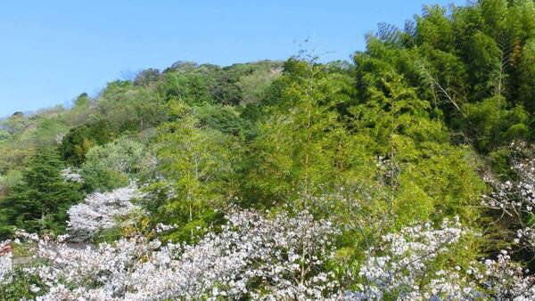 当荘から眺める、源氏山の春