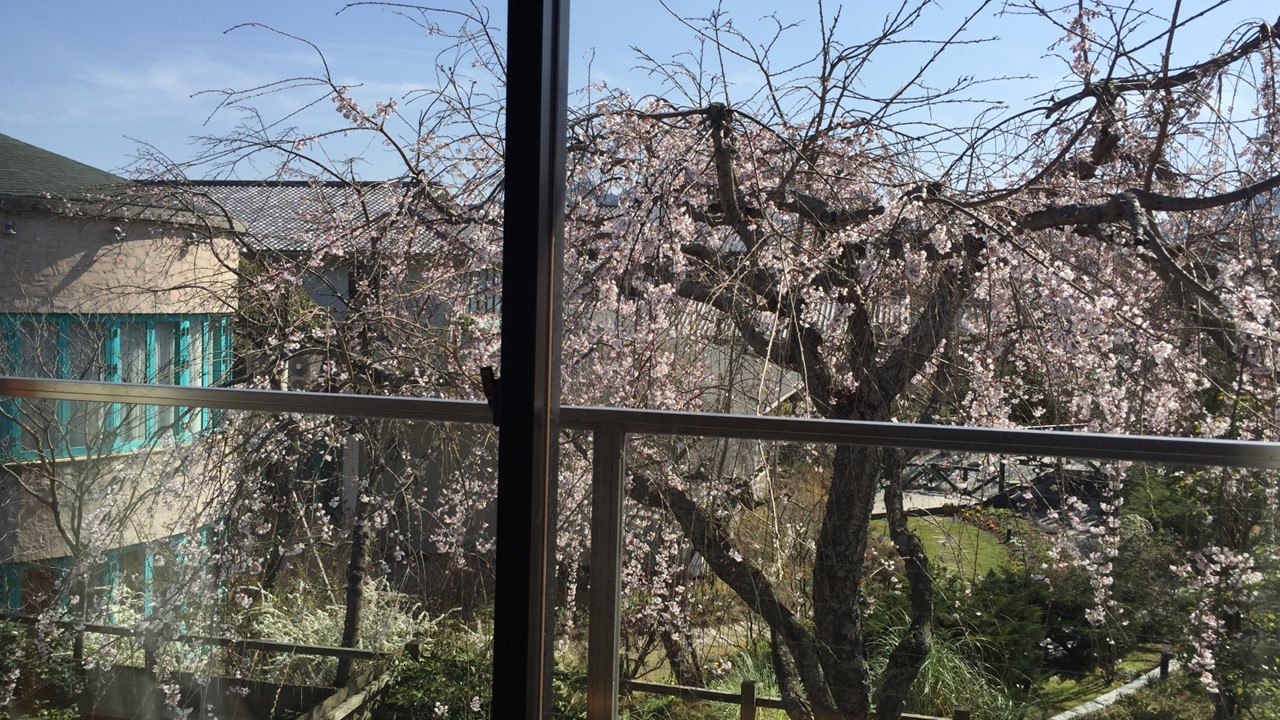 上級和室枝垂れ桜