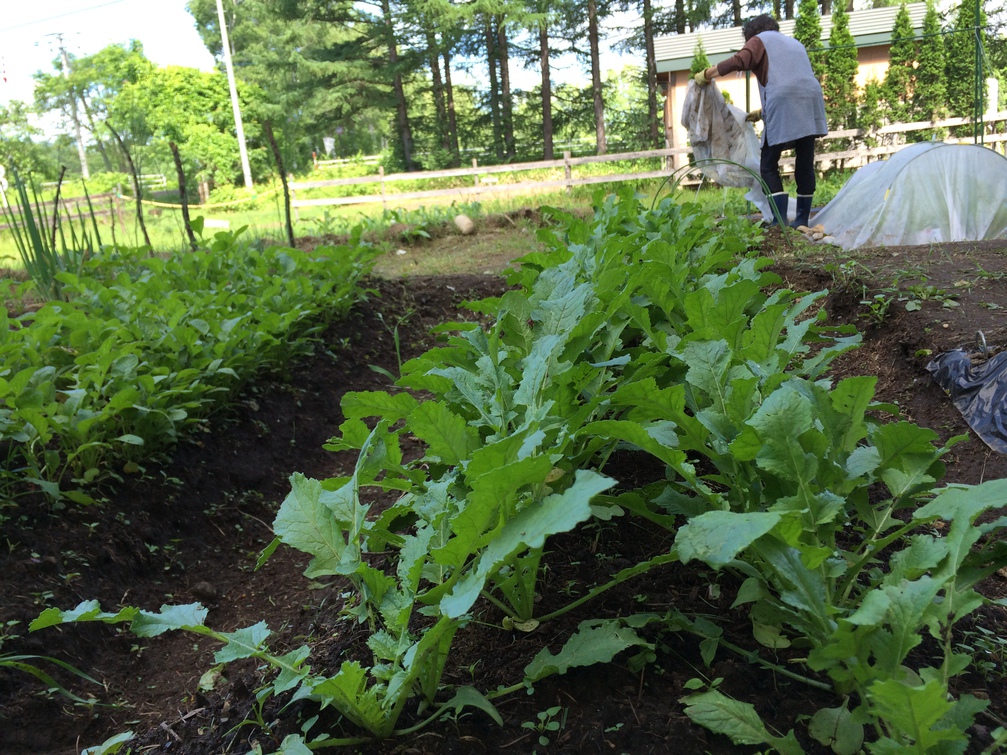 自家菜園